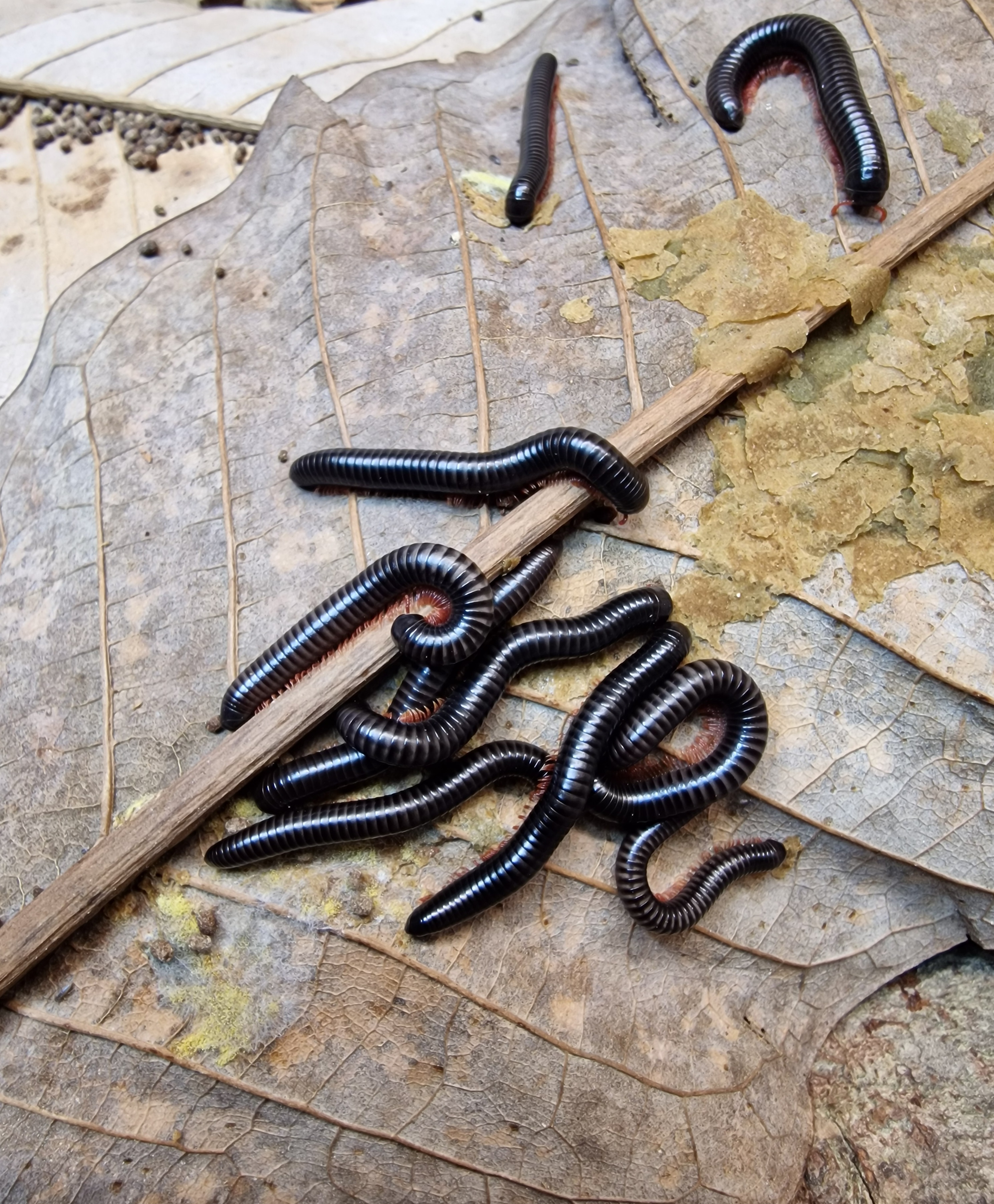 Juliformia sp. Brasil