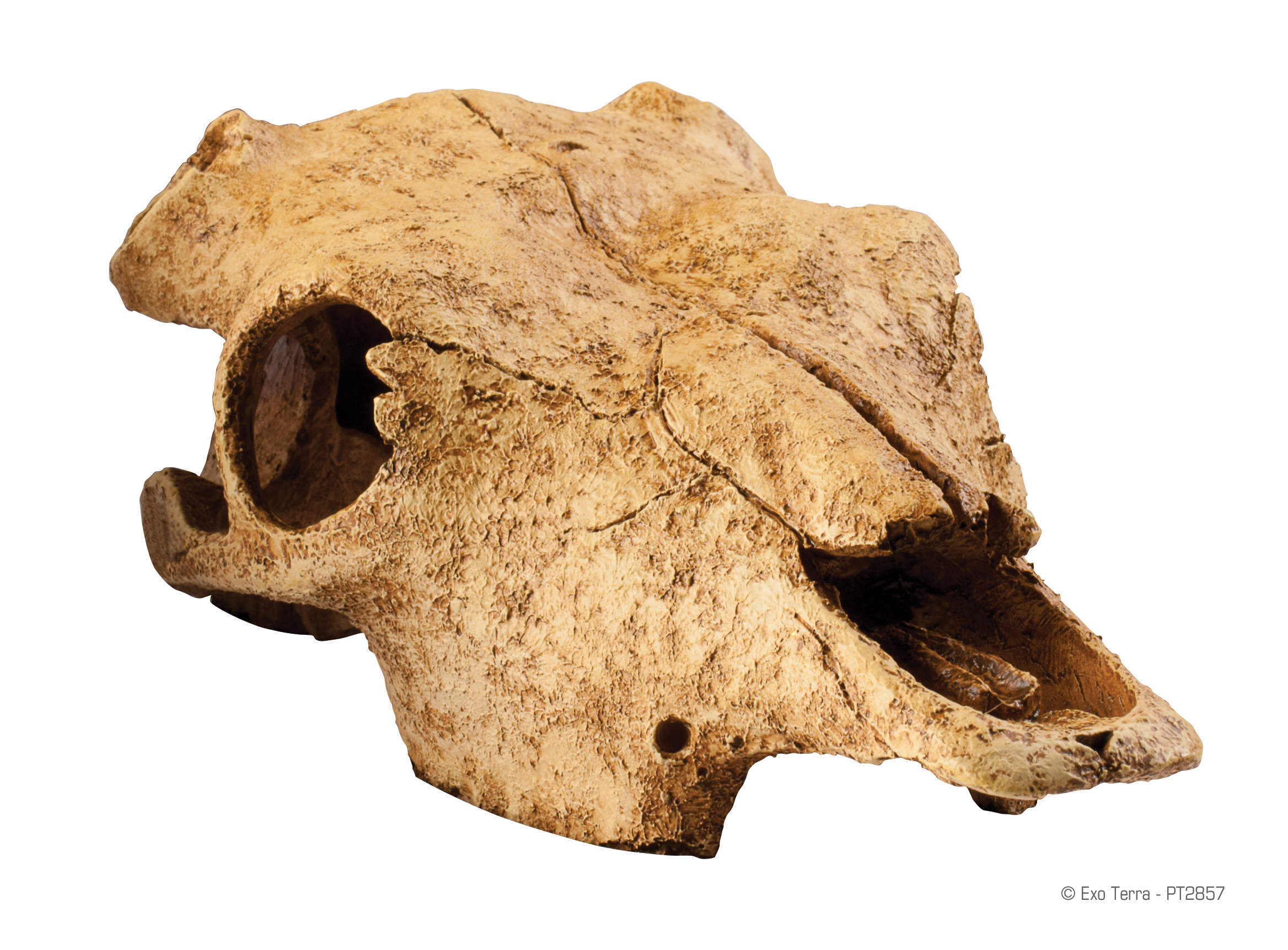 ExoTerra Buffalo Skull