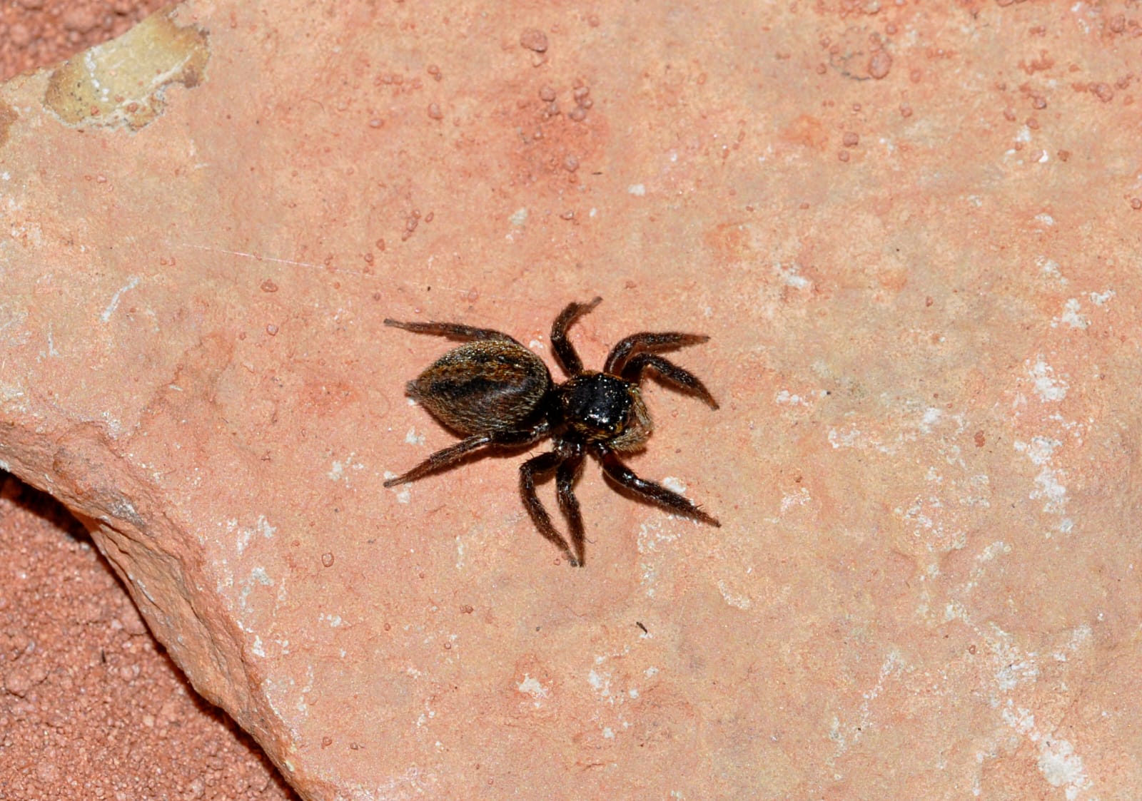 Hasarius adansoni (araignée de serre) 2-4 FH