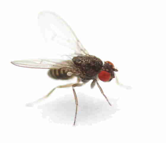 Drosophila gross (flugunfähig)