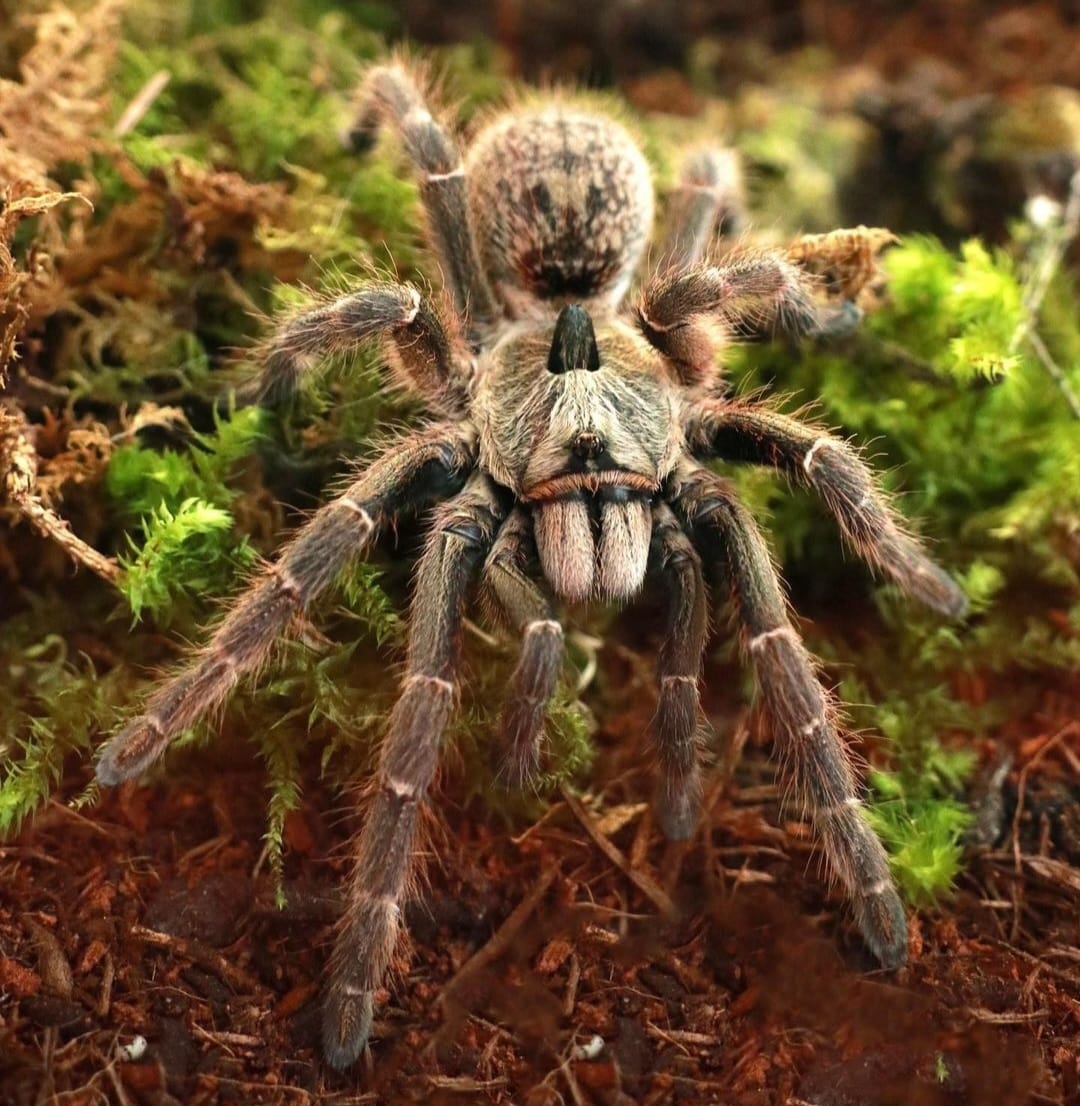Ceratogyrus darlingi (araignée cornue)