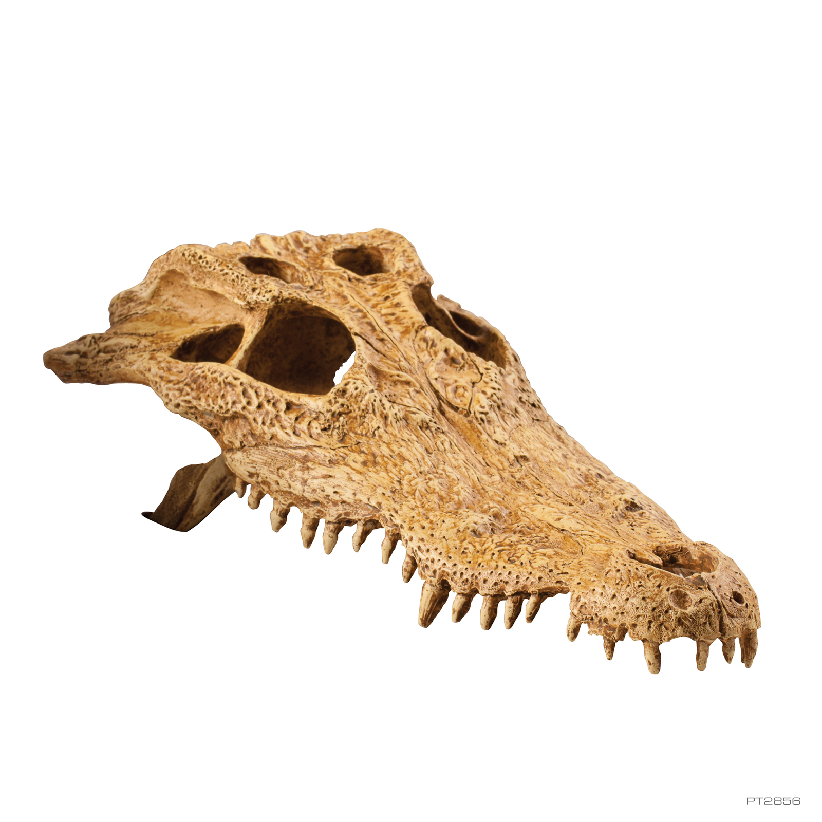 ExoTerra Crocodile Skull