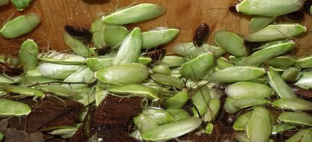 grüne Bananenschaben (panchlora nivea) ca. 40 Stk.