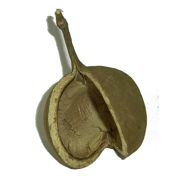Buddha Nut, ca. 10cm