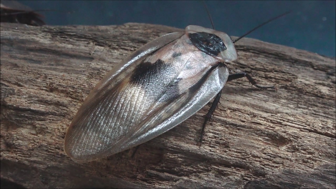 Skull cockroaches large (Blaberus atropus)