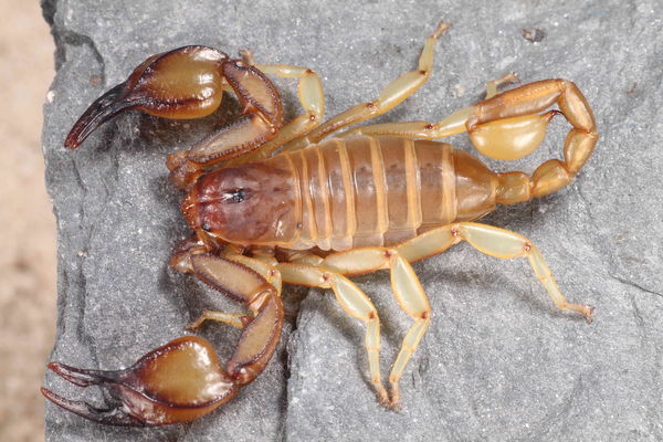 Euscorpius candiota 2. Instar